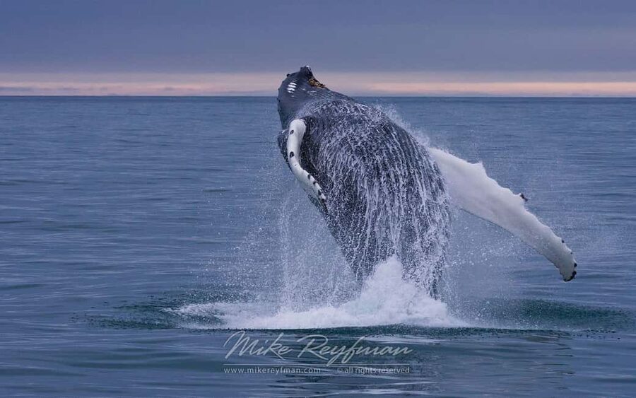 Miches: Half Day Whale Watching Catamaran Tour with Snacks - The return sail to Miches Marina
