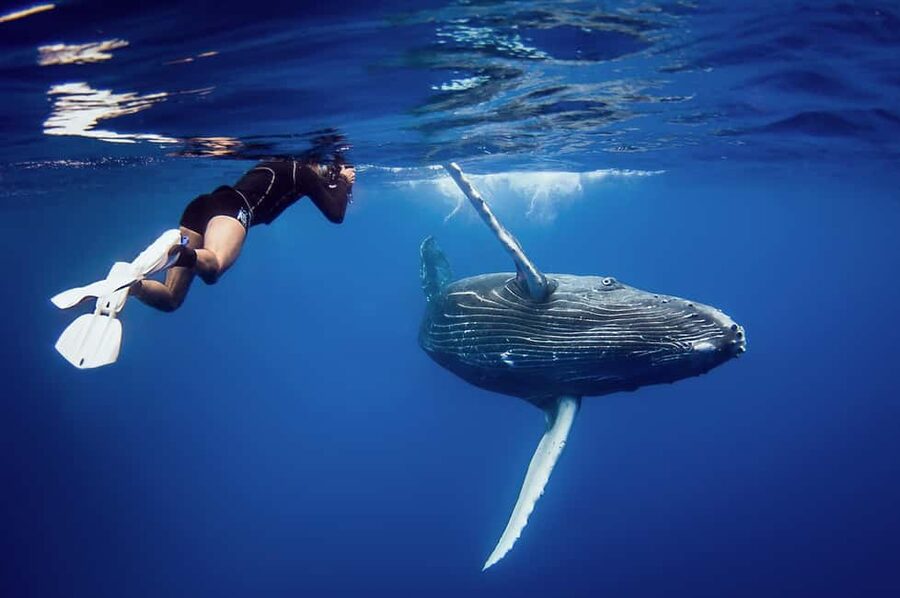 Miches: Half Day Whale Watching Catamaran Tour with Snacks - Meeting the crew at Miches Marina