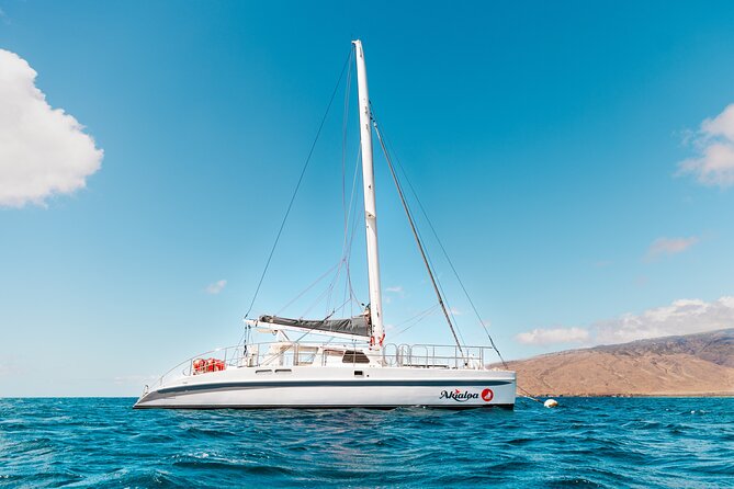 Midday Whale Watch: Mā’alaea Harbor - Best fit for families, couples, and small groups