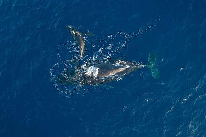 Midmorning Whale Watch from Lahaina Harbor - Key points to know before you book