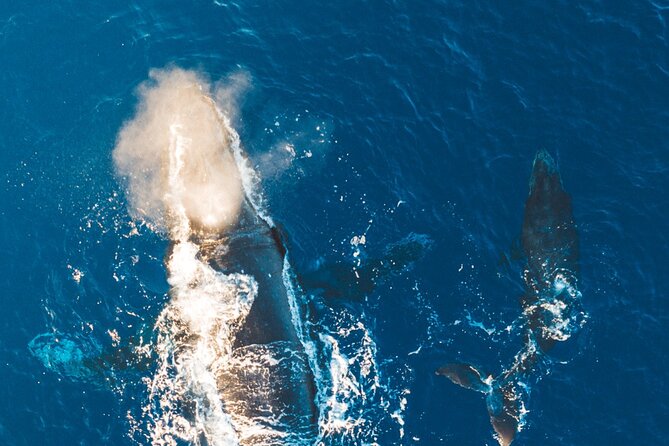Midmorning Whale Watch from Lahaina Harbor - Drinks, snacks, and comfort during the sail