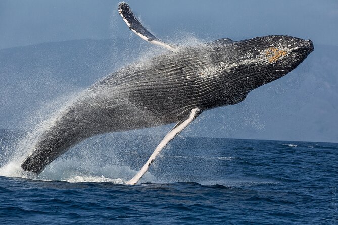 Midmorning Whale Watch from Lahaina Harbor - Who will enjoy this Lahaina whale watch?