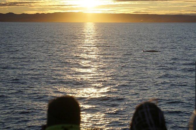 Midnight Sun Whale Watching from Reykjavik - The guides make the difference