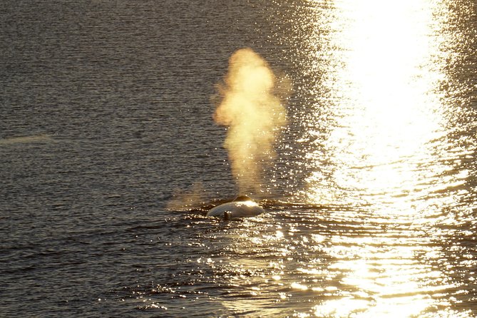 Midnight Sun Whale Watching from Reykjavik - The standard boat and the possible RIB alternative