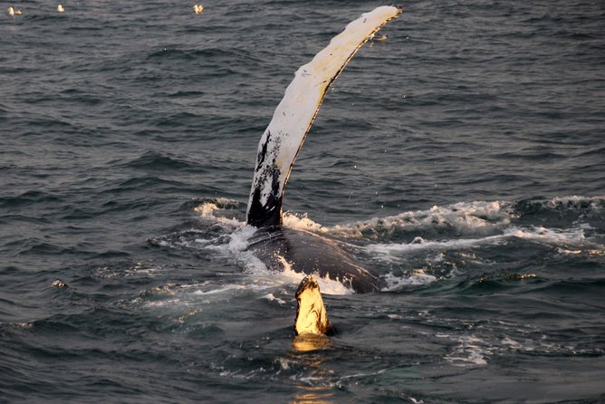 Midnight Sun Whale Watching from Reykjavik - Timing, cancellation, and the late-arrival warning