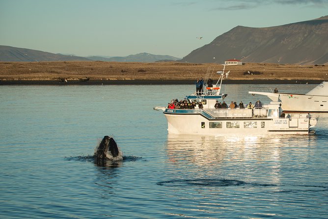 Midnight Sun Whale Watching from Reykjavik - Searching for whales in the bay