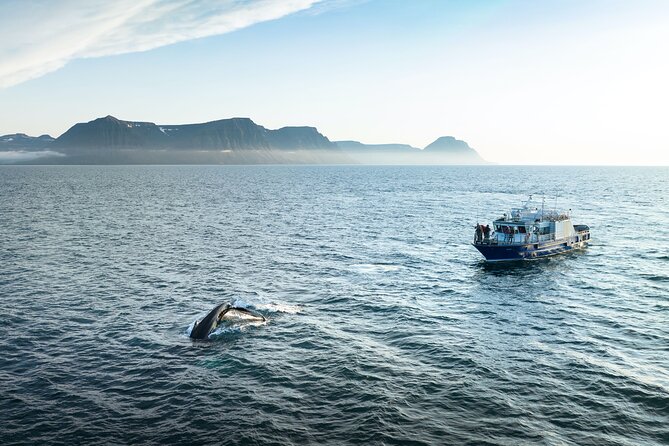 Midnight Whale Watching With Hydrophone - Key points to know before booking