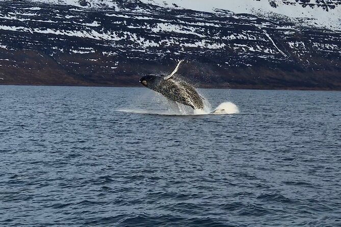 Midnight Whale Watching With Hydrophone - Midnight light in Ísafjörður