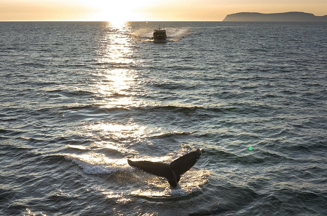 Midnight Whale Watching With Hydrophone - Guide Tom and the human side of the trip