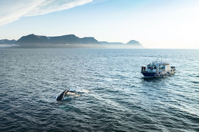 Midnight Whale Watching With Hydrophone - FAQ