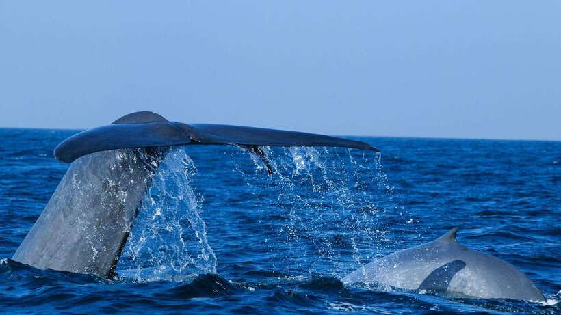 Mirissa: Whale & dolphin Watching Boat Tour with Breakfast - Key points at a glance