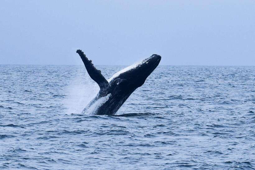 Mirissa: Whale & dolphin Watching Boat Tour with Breakfast - Watching for whales and dolphins offshore