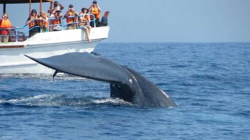 Mirissa: Whale & dolphin Watching Boat Tour with Breakfast - The upper deck and the business of staying comfortable