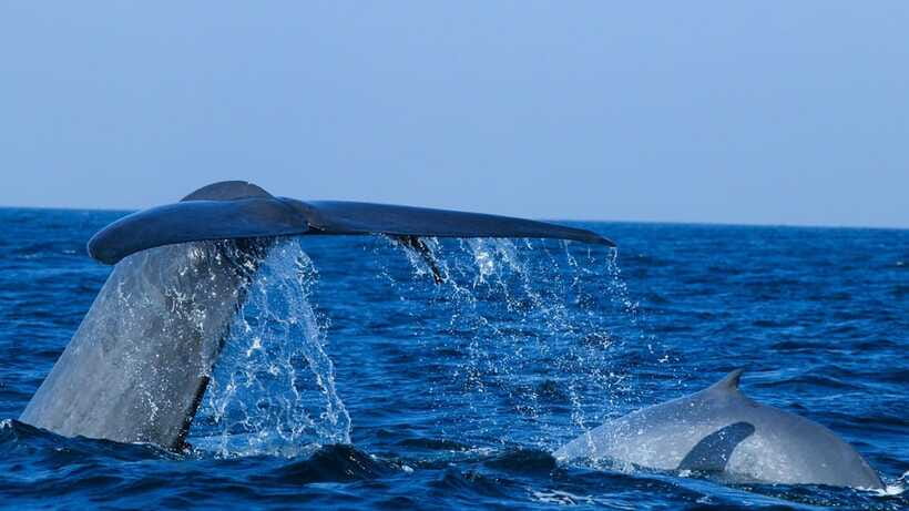 Mirissa: Whale & dolphin Watching Boat Tour with Breakfast - Is $71 a fair price?