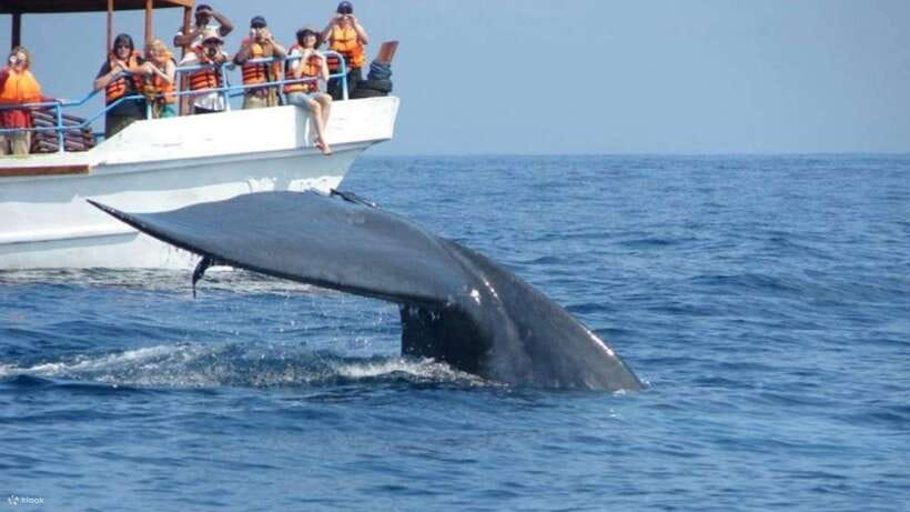 Mirissa: Whale & dolphin Watching Boat Tour with Breakfast - Breakfast first, with a useful local touch