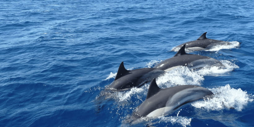 Mirissa: Whale & Dolphin Watching Cruise with Breakfast - From your hotel to Mirissa Fishery Harbour