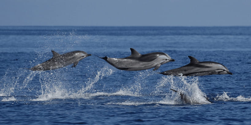 Mirissa: Whale & Dolphin Watching Cruise with Breakfast - Three hours in the Indian Ocean