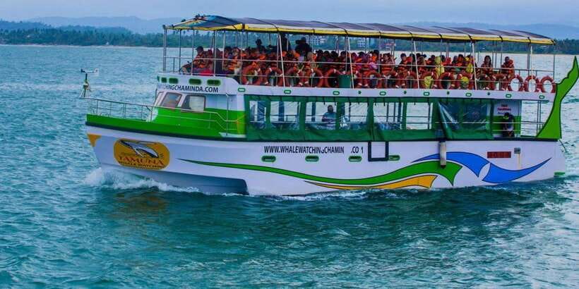Mirissa: Whale & Dolphin Watching Cruise with Breakfast - Is $65 good value?