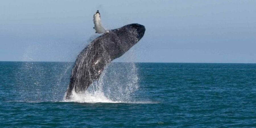 Mirissa: Whale & Dolphin Watching Cruise with Breakfast - Who will enjoy this morning most?
