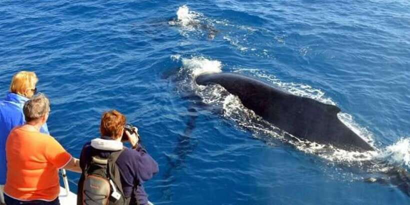 Mirissa: Whale & Dolphin Watching Cruise with Breakfast - Breakfast before the boat leaves