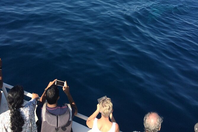 Mirissa Whale & Dolphin Watching Cruise with Geeth’s Crew - Leaving Mirissa at 7:00 AM