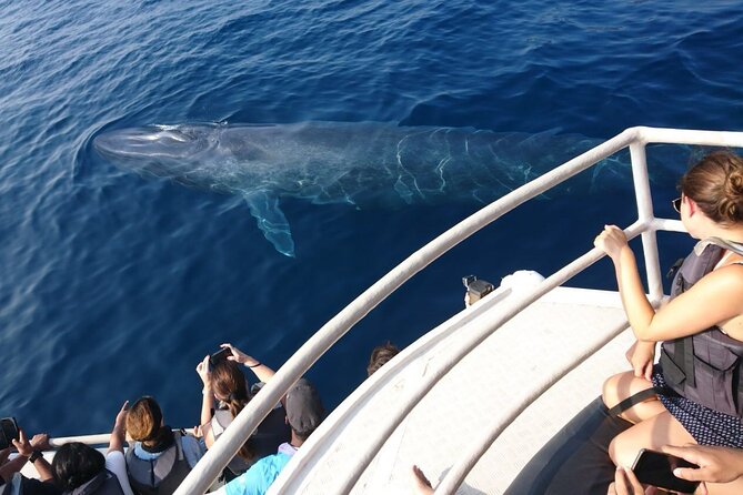 Mirissa Whale & Dolphin Watching Cruise with Geeth’s Crew - What the crew adds to the morning