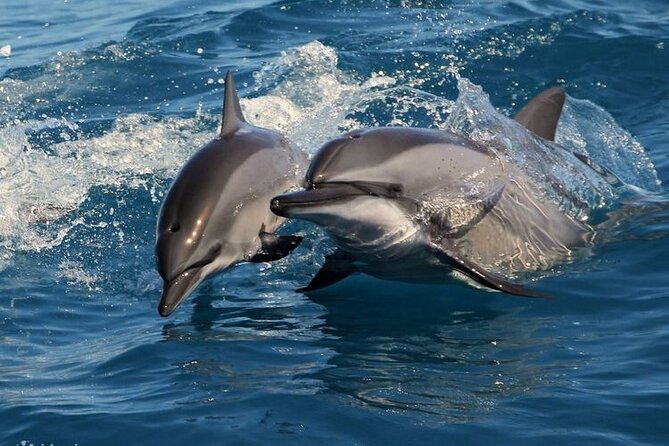 Mirissa Whale & Dolphin Watching Cruise with Geeth’s Crew - Safety equipment and sea sickness planning