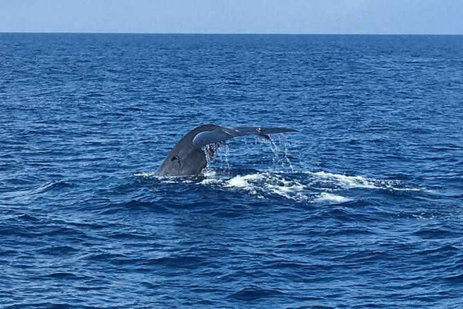 Mirissa Whale & Dolphin Watching Cruise with Geeth’s Crew - The group size and comfort question