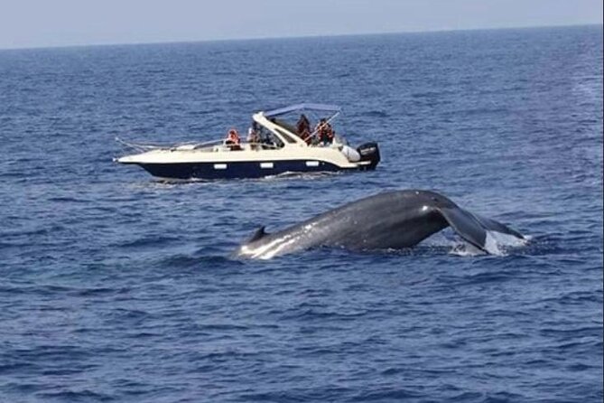 Mirissa Whale & Dolphin Watching Cruise with Geeth’s Crew - Who will enjoy this cruise most?