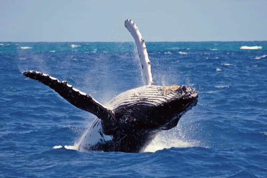 Mirissa: Whale & Dolphin Watching Trip with Private Transfer - Key points to know before booking