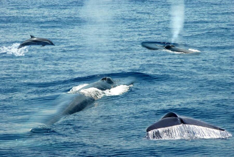 Mirissa: Whale & Dolphin Watching Trip with Private Transfer - Boarding at Mirissa Fisheries Harbour at 7:00 AM