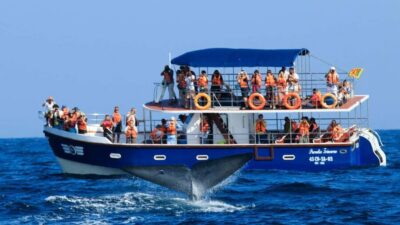 Mirissa: Whale & Dolphin Watching Trip with Private Transfer