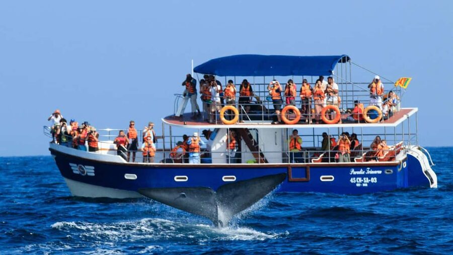 Mirissa: Whale & Dolphin Watching Trip with Private Transfer - The 4:15 to 6:00 AM pickup