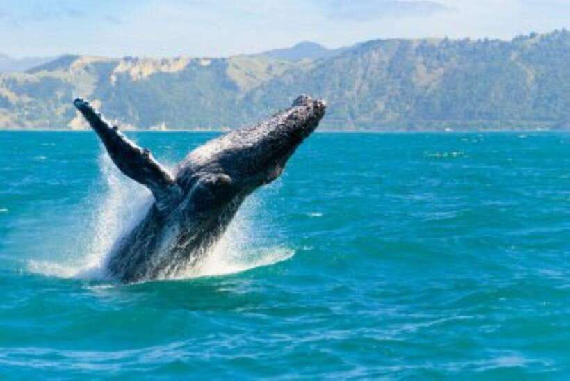 Mirissa: Whale Watching Cruise - The whales you might see near Mirissa