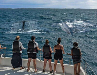 Mirissa: Whale Watching Cruise