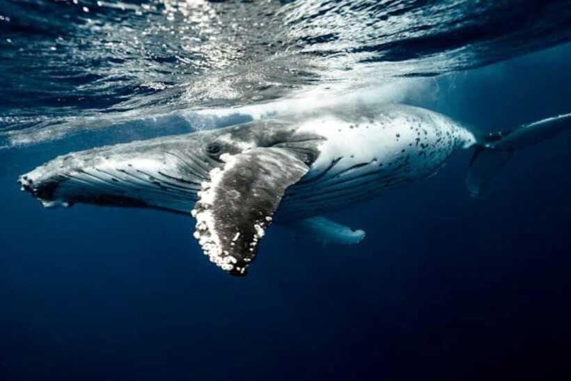 Mirissa: Whale Watching Cruise - The optional snorkeling stop