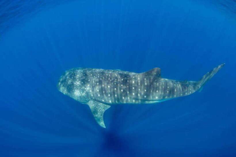 Mirissa: Whale Watching Cruise - Booking advice for the best chance of a good day