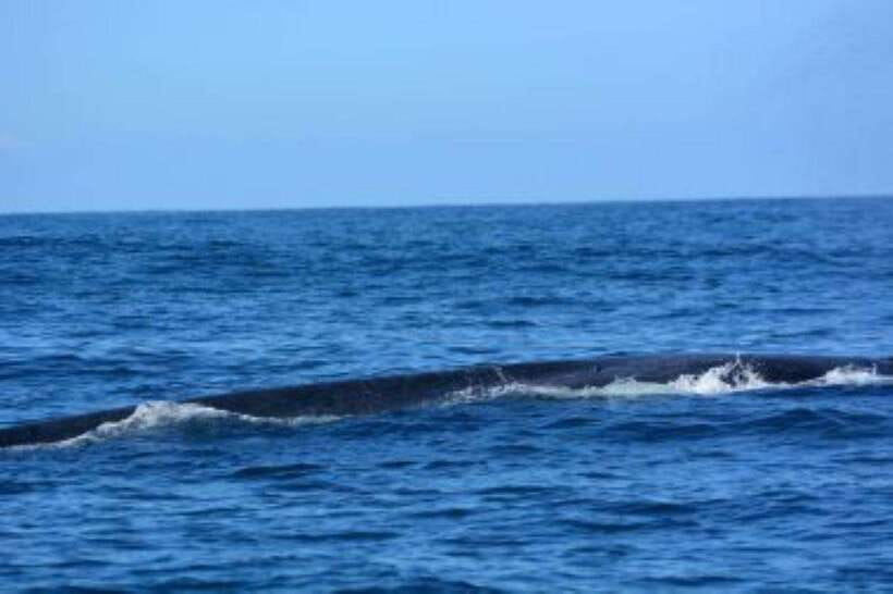 Mirissa: Whale Watching Cruise - Cancellation and payment flexibility