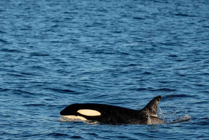 Mirissa: Whale Watching, Snorkeling, and Coconut Hill Tour - Key points to know before booking