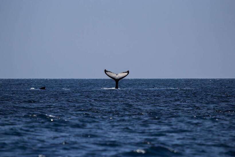 Mirissa: Whale Watching, Snorkeling, and Coconut Hill Tour - A full day built around Mirissa’s coast