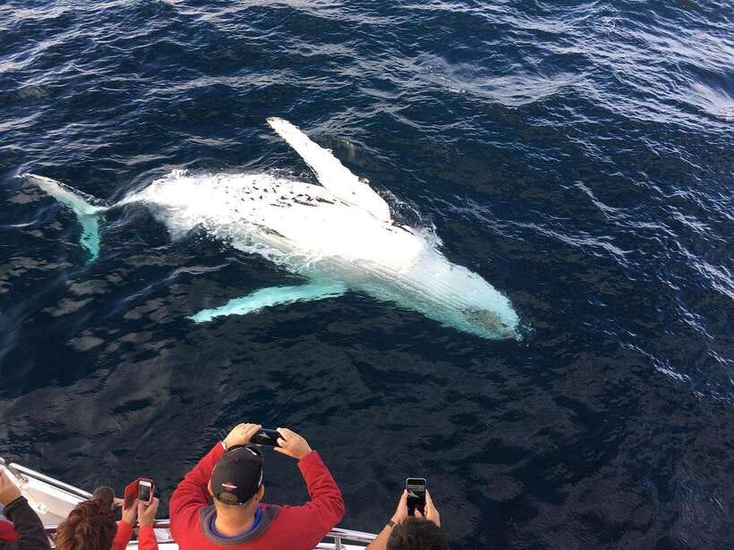 Mirissa: Whale Watching, Snorkeling, and Coconut Hill Tour - Lunch and a pause after the boat