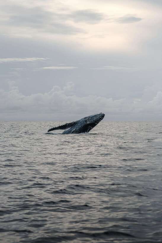 Mirissa: Whale Watching, Snorkeling, and Coconut Hill Tour - Coconut Tree Hill at sunset