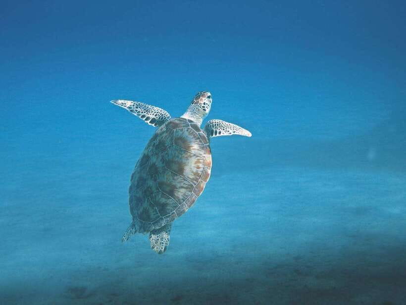 Mirissa: Whale Watching, Snorkeling, and Coconut Hill Tour - Two beers, tapas, and Mirissa after dark