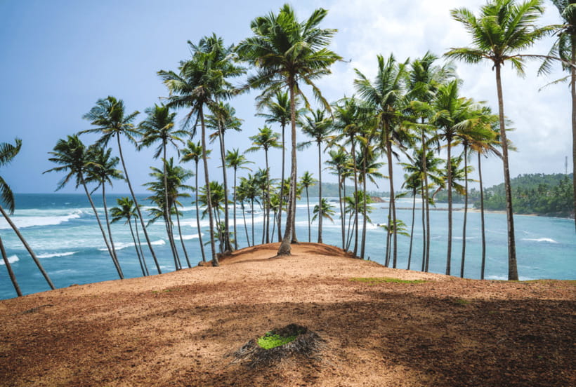 Mirissa: Whale Watching, Snorkeling, and Coconut Hill Tour - What the $189 price really covers
