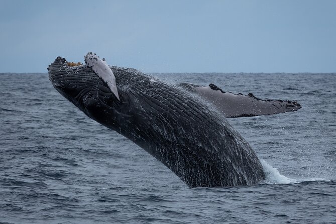 Moana’s Waikīkī Whale Watching Exploration - Why this whale watch feels different from Waikīkī beach time