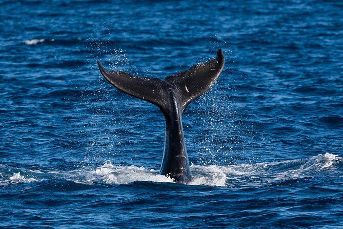 Moana’s Waikīkī Whale Watching Exploration - Sailing along the south shore toward Diamond Head