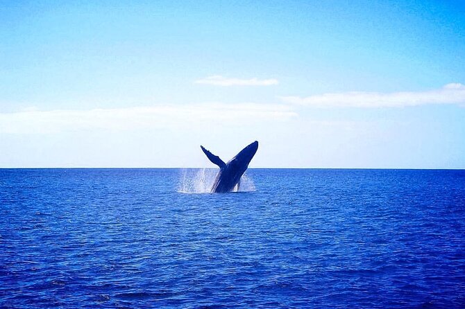 Moana’s Waikīkī Whale Watching Exploration - Looking for humpback whales in Hawaiian waters