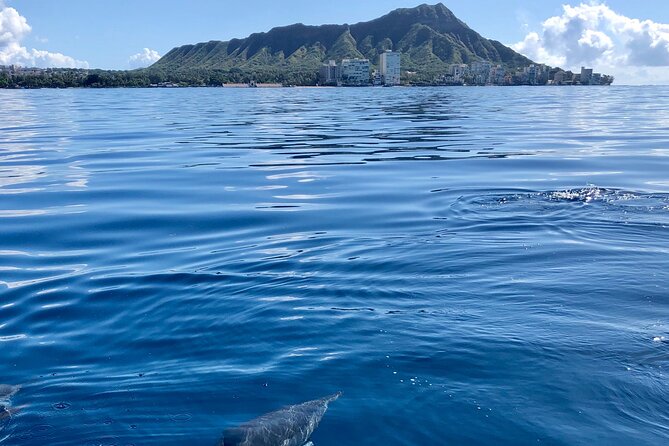 Moana’s Waikīkī Whale Watching Exploration - Dolphins, turtles, stingrays, and the smaller surprises