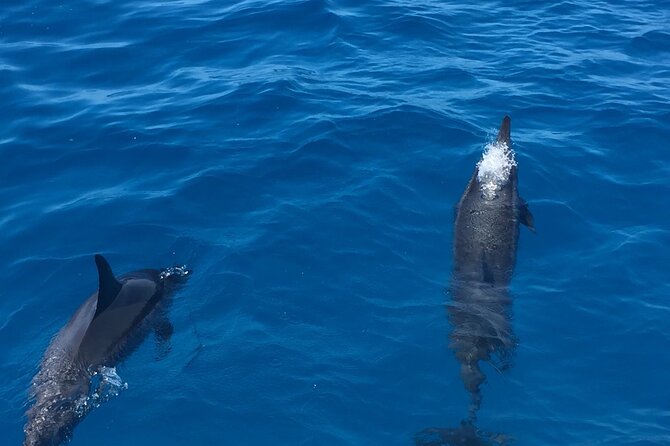 Moana’s Waikīkī Whale Watching Exploration - The crew, music, and tone onboard