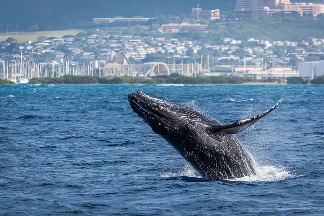 Moana’s Waikīkī Whale Watching Exploration - Price and value at $154.99 per person